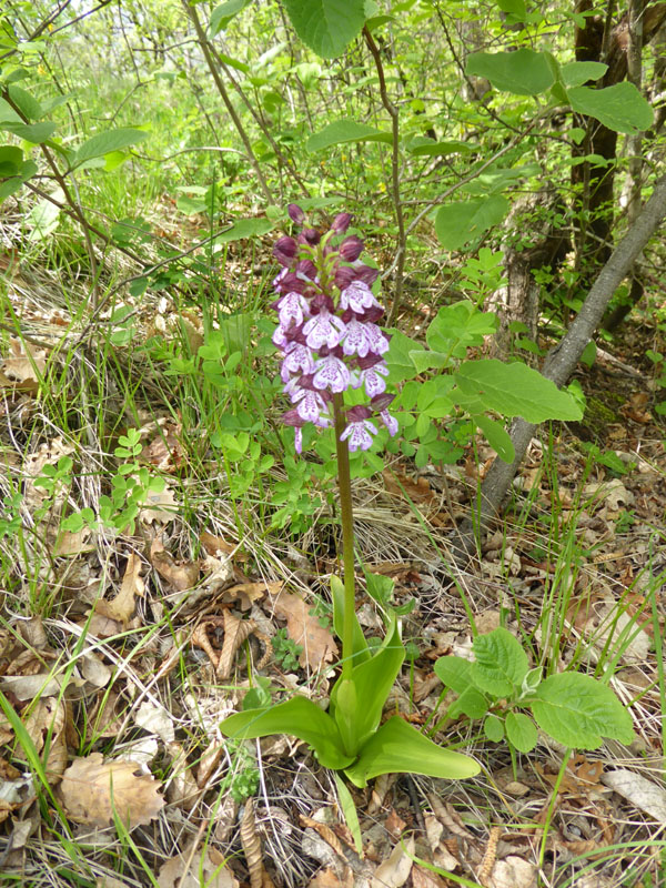 O.simia - O.purpurea - O.insectifera